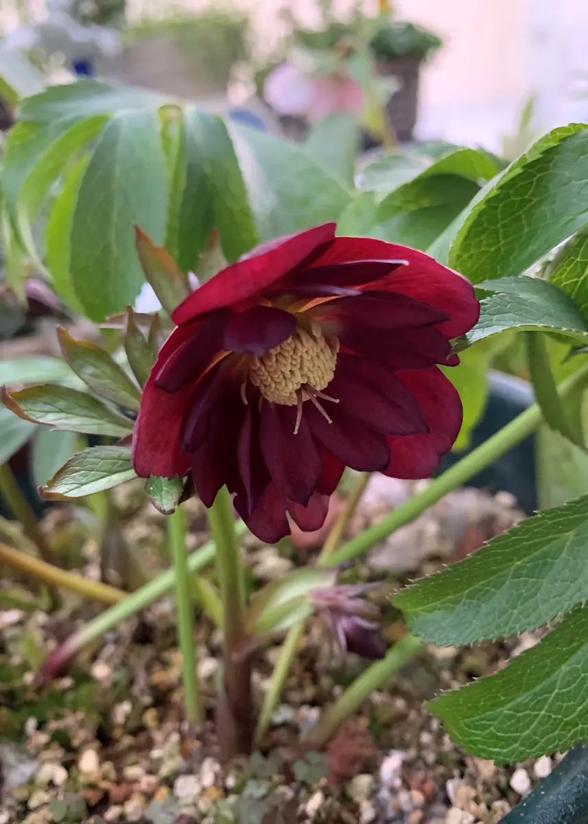 クリスマスローズ レッドオーレア クリスマスローズ レッドオーレア