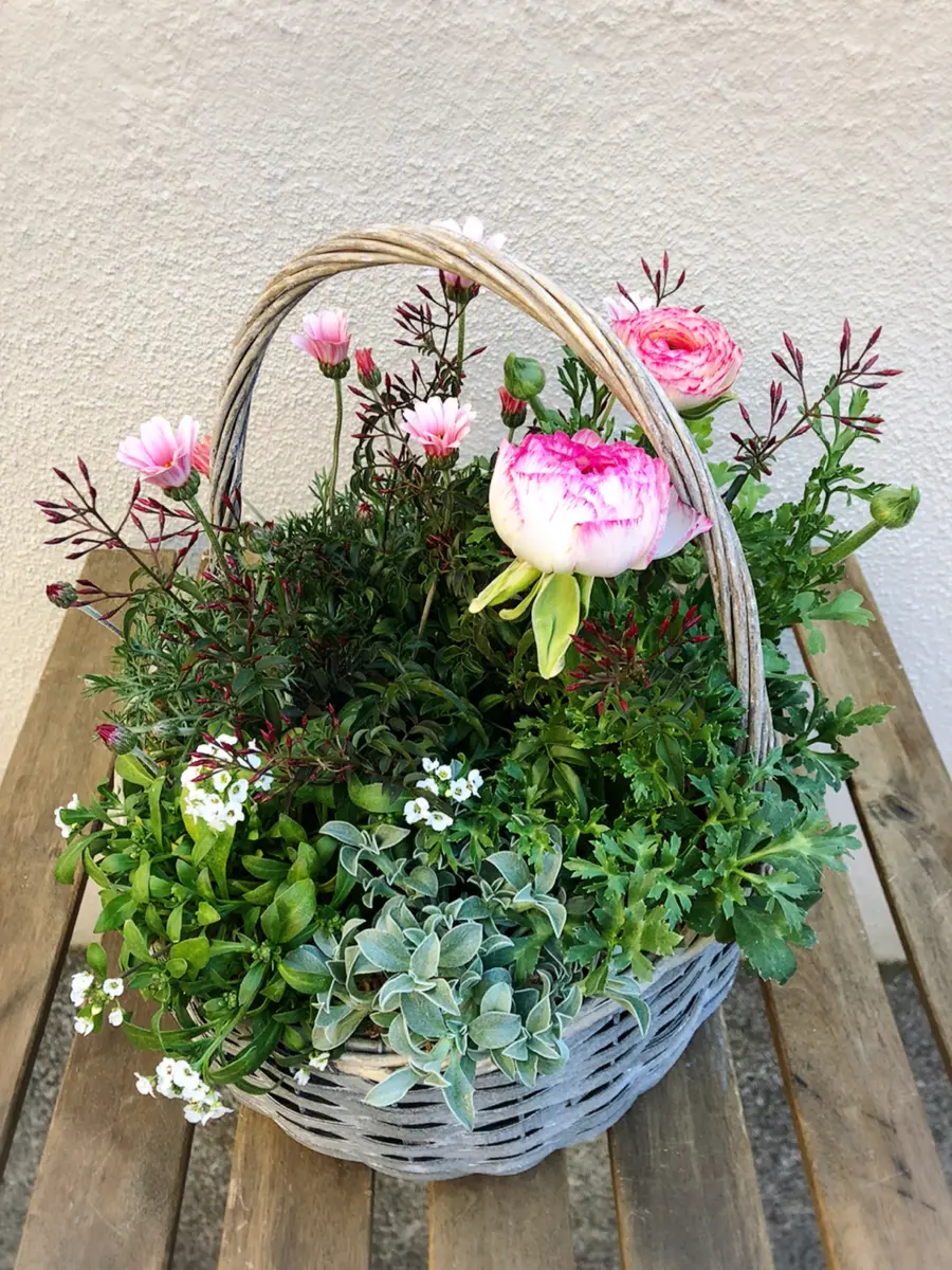 ラナンキュラスとローダンセマムの寄せ「寄せ植え」のアルバム
