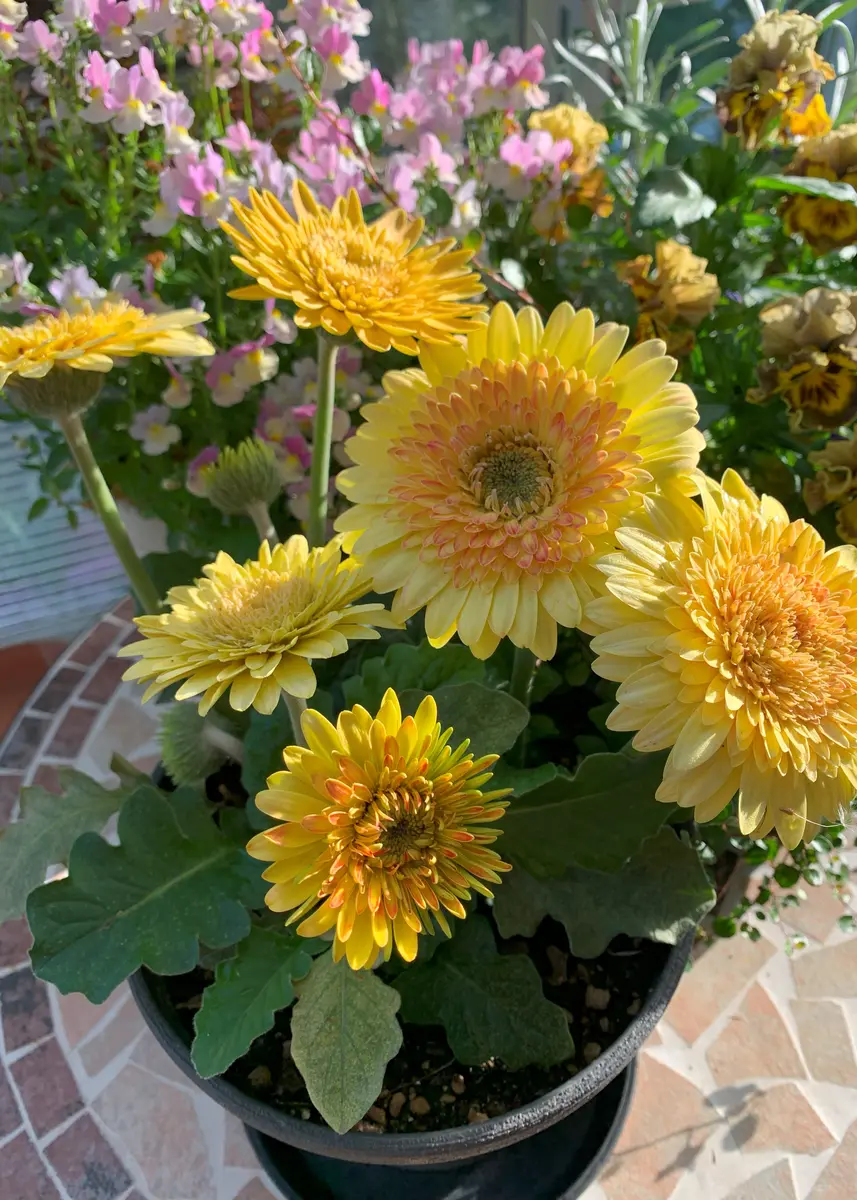 多肉の寄せ植え ★frower car-フラワーカー 黄色★ 多肉の寄せ植え ☆frower car-フラワーカー 黄色☆ 【公式通販】