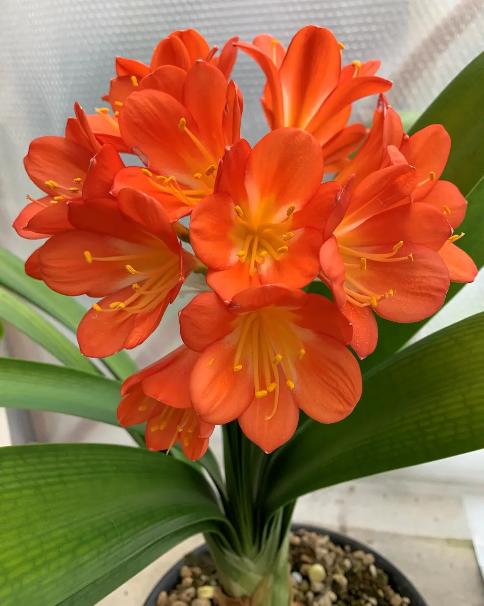 クンシラン、今年も鮮やかなオレンジ色「2022~2025年 鉢花」の