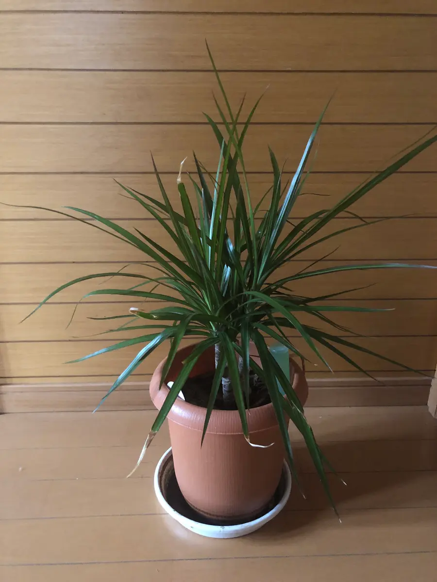 ドラセナコンシンネ（真実の木）「☘観葉植物園