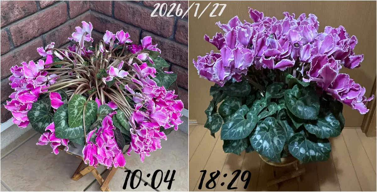 シクラメンの写真-みんなの趣味の園芸2595820