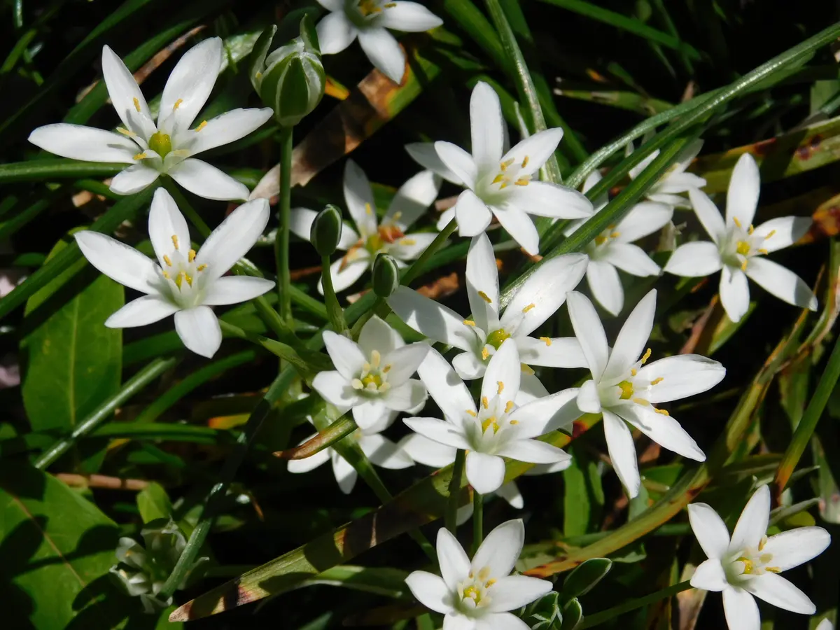 珍しいお花です。オオグルマ根付き苗 掻い