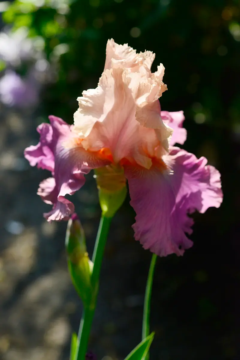 ジャーマンアイリスセット 二季咲きジャーマンアイリス4種 セット| 種