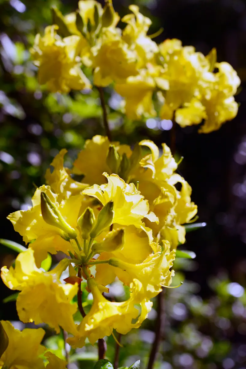 シナノツツジ/信濃ツツジ/銀河【現品発送】管理70861 シナノツツジ/信濃ツツジ/銀河【現品発送】管理70861 シナノツツジ