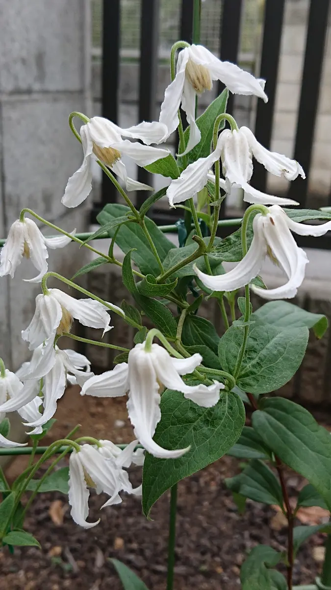 白麗　ハクレイ　クレマチスの種 白麗 ハクレイ クレマチスの種 クレマチス“白麗”が咲きました。｜園芸日記