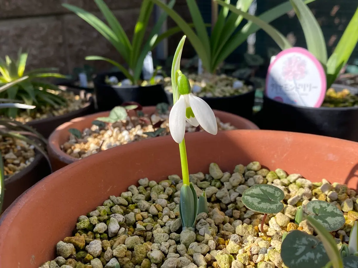 今年も無事咲いてくれました。鉢植えの「スノードロップ」の