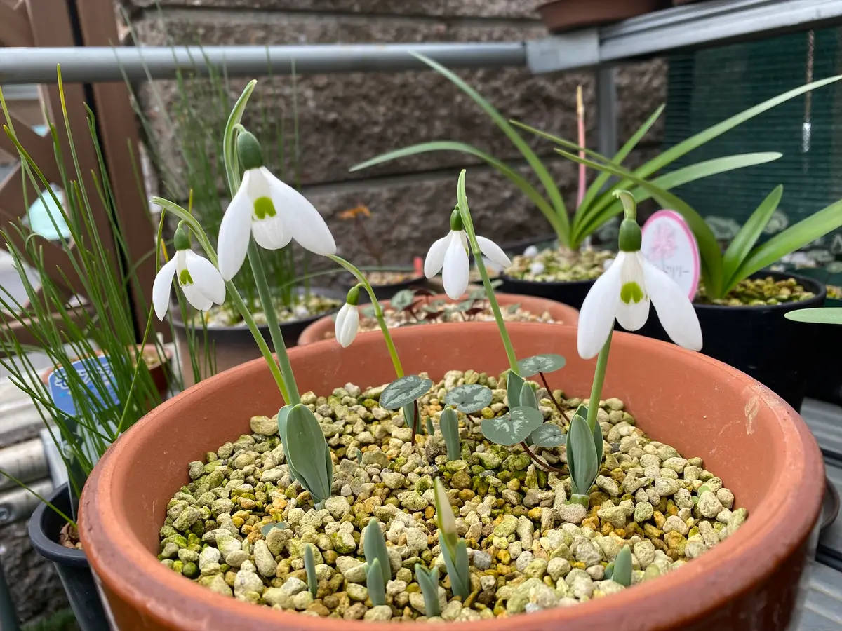 スノードロップの写真-みんなの趣味の園芸1816025