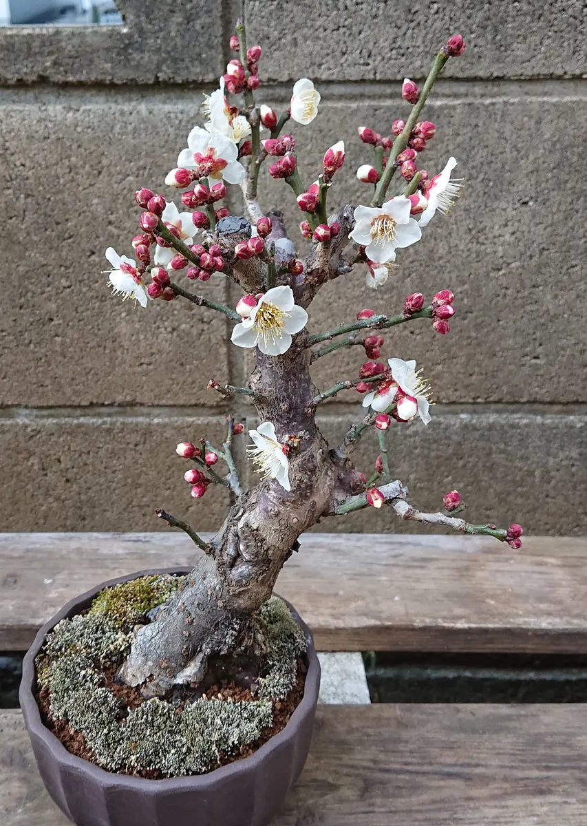 冬至梅2023.02「梅盆栽」のアルバム-みんなの趣味の園芸1853699