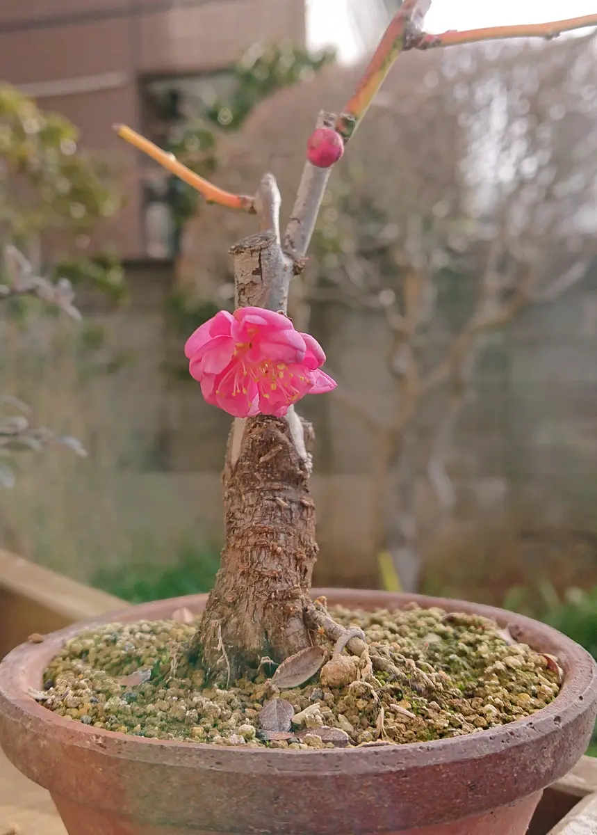 日光梅2022.02「梅盆栽」のアルバム-みんなの趣味の園芸1565978