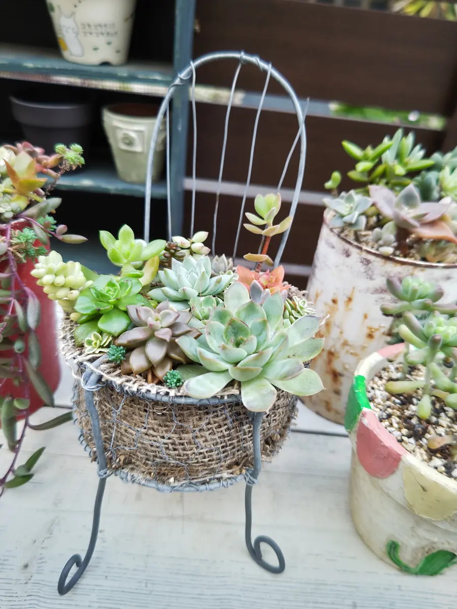 ワイヤー鉢。＃10の太さの針金で作りま「多肉植物の栽培」の