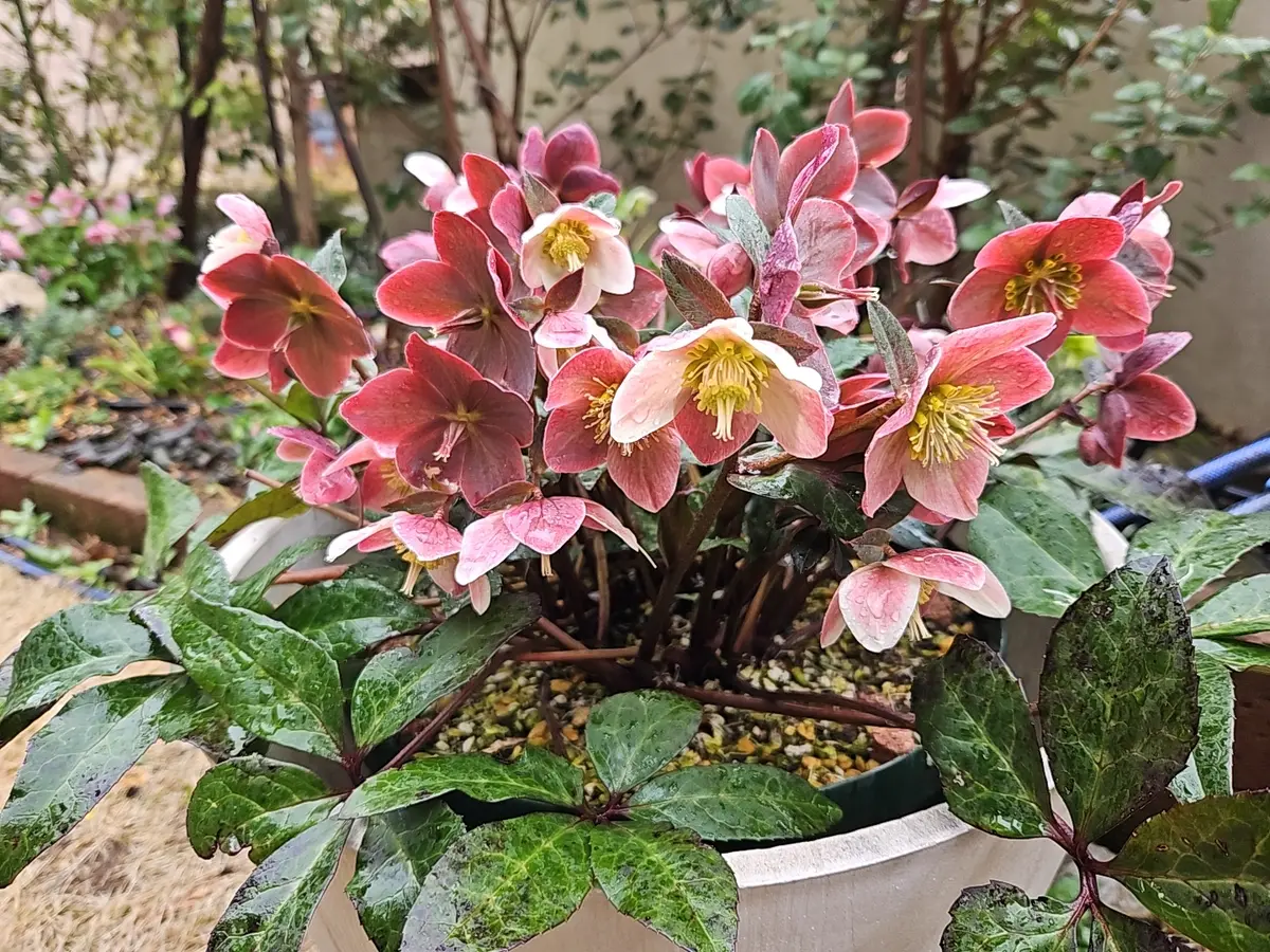 マーリン、雨☔240225「クリスマスローズ」のアルバム-みんなの趣味の