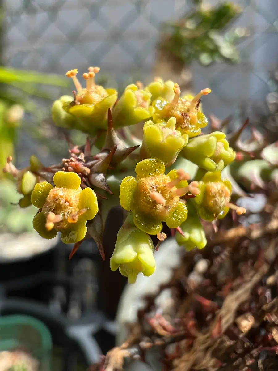 ユーフォルビア ファンシャウェイ【実生苗】 CHUBBY PLANTS | Euphorbia fanshawei 去年親木にと入手春にタネ