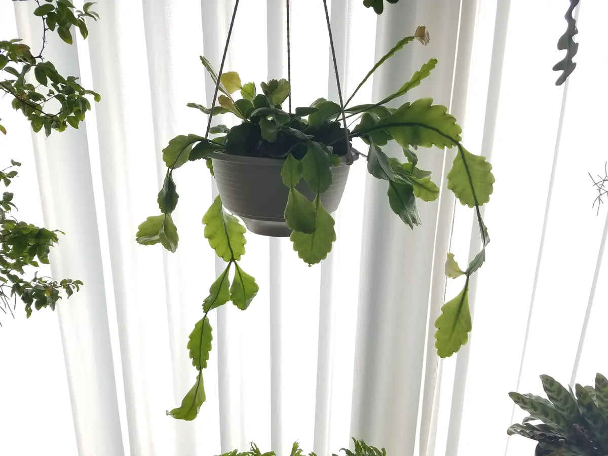 リプサリス ゴーベリアナ「観葉植物」のアルバム-みんなの趣味の園芸