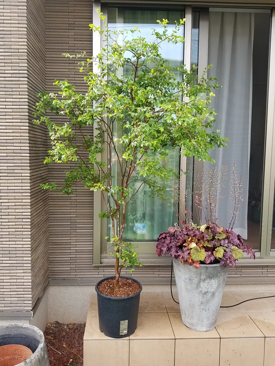 ジャボチカバ、3年ぶりの植え替え「観葉植物」のアルバム-みんなの