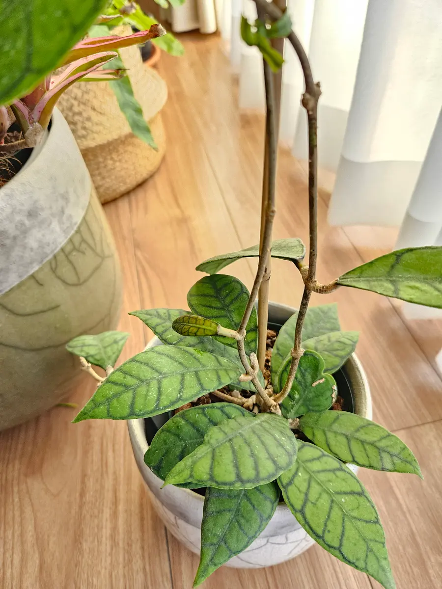 ホヤカリストフィラ（Hoyacallistophy「観葉植物」のアルバム