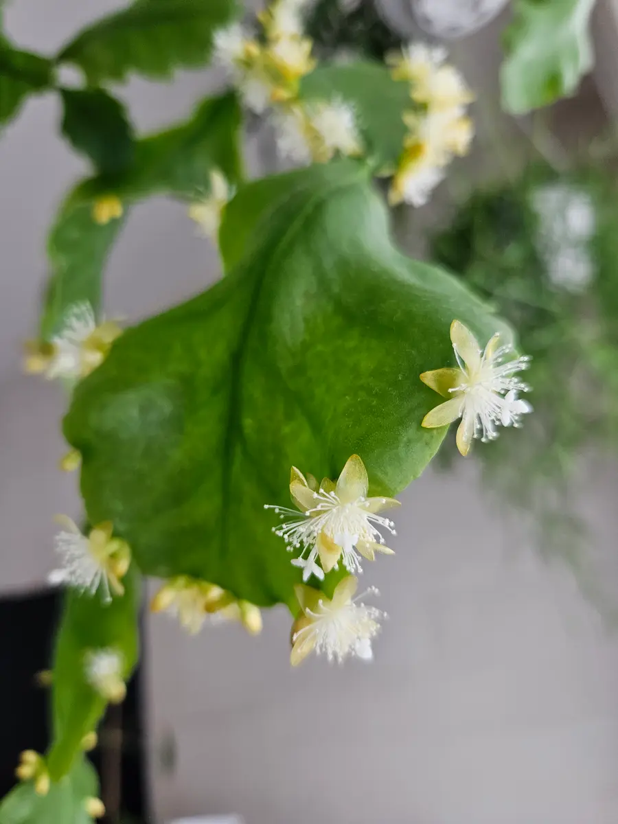 リプサリス・ゴーベリアナ240305「観葉植物」のアルバム-みんなの趣味