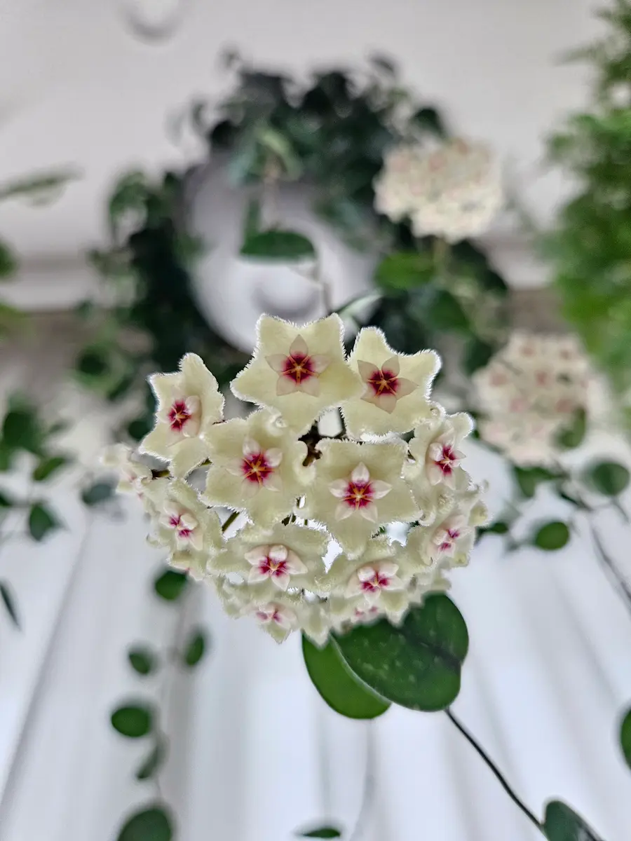 ホヤ（サクララン）の写真-みんなの趣味の園芸2465659