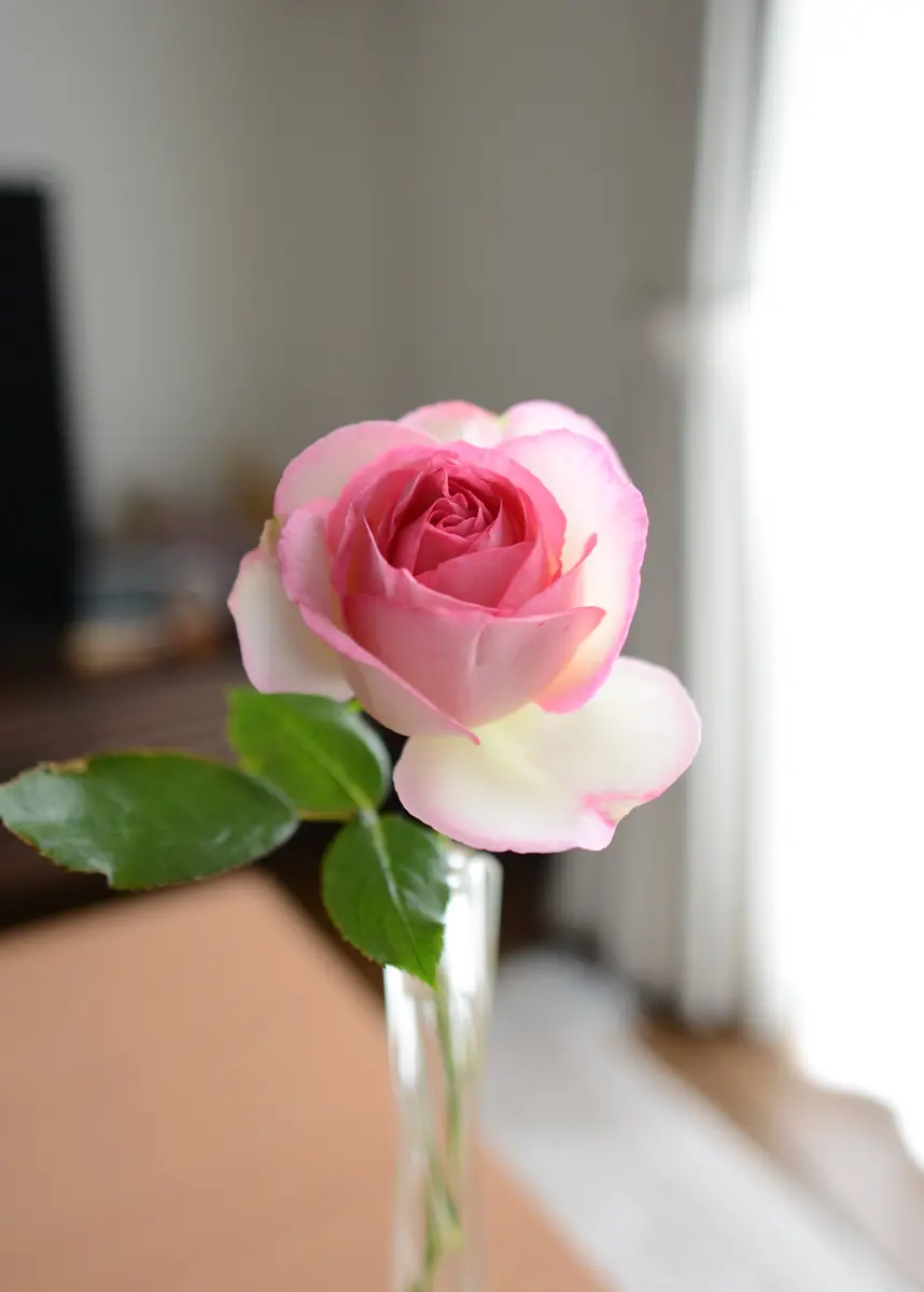 ピエールドゥロンサール「庭のお花で切り花」のアルバム-みんなの趣味