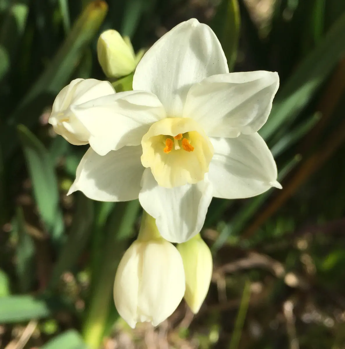 玄関横の花壇で、水仙・ガリルが咲き始「2022年 春の花 （3月