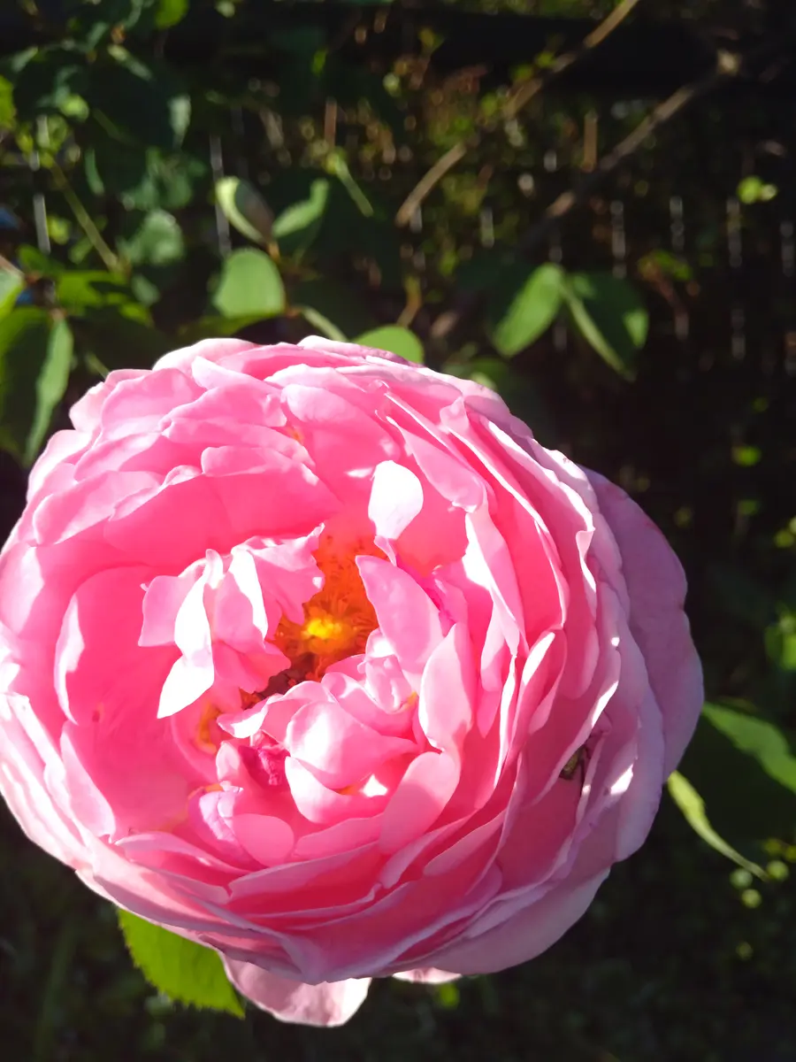 コンスタンススプライ。大好きな薔薇🌹「花笑み(バラ🌹とクリスマス
