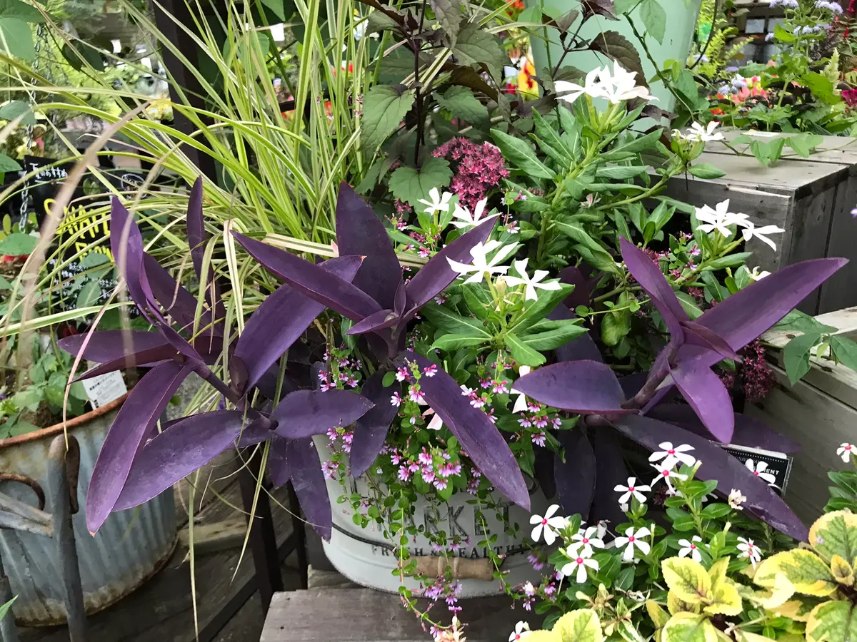 多肉植物 寄せ植え 紫と緑*3 多肉植物 寄せ植え 紫と緑*3 楽天市場】多肉植物 寄せ植え（カラー