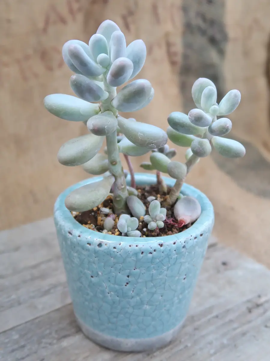 ブルーヘイズ「多肉植物№2」のアルバム-みんなの趣味の園芸2066526