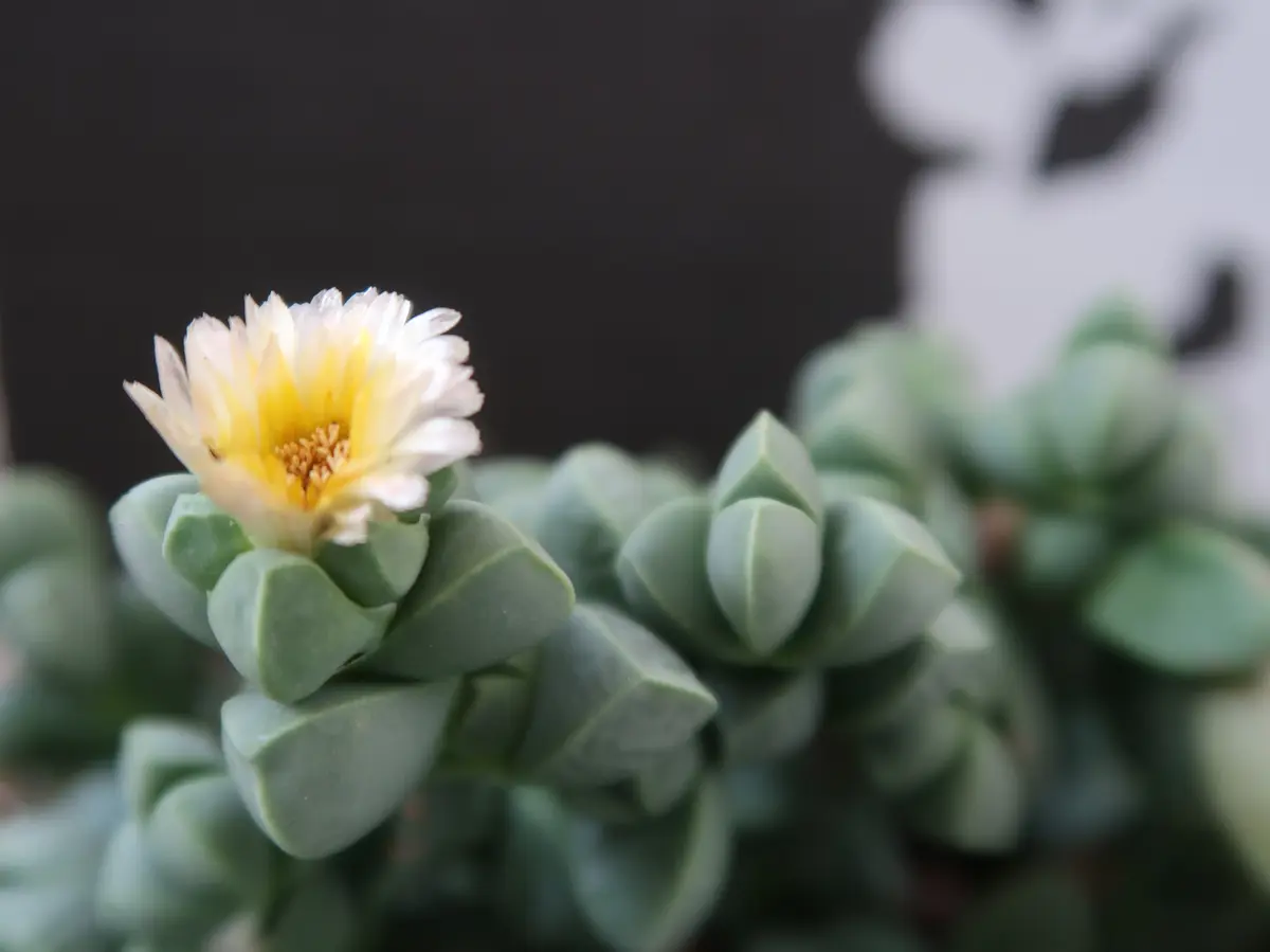 初めて見るレーマニーの花「多肉植物№2」のアルバム-みんなの趣味の