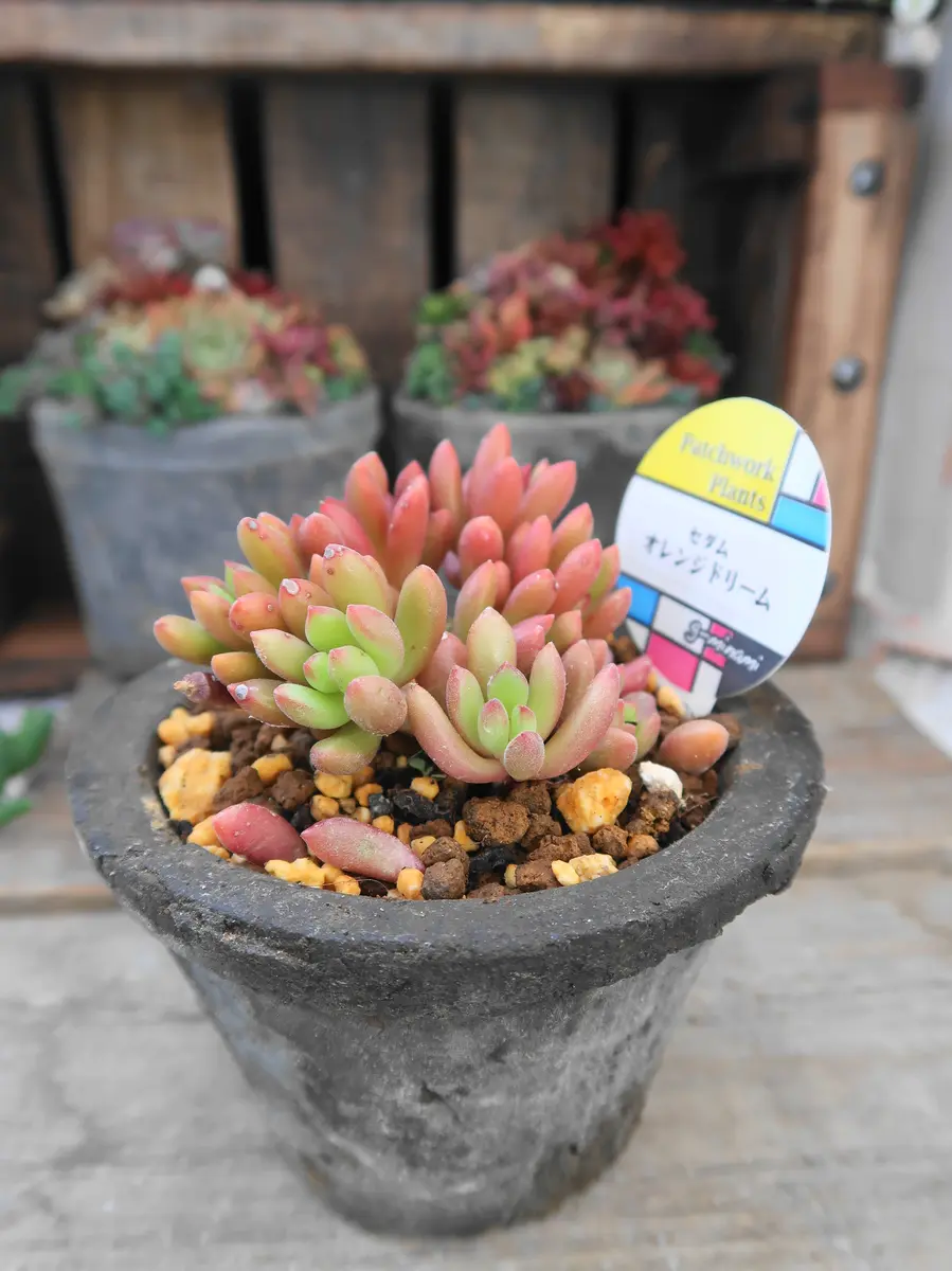 オレンジドーム・セダム「多肉植物№2」のアルバム-みんなの趣味の園芸