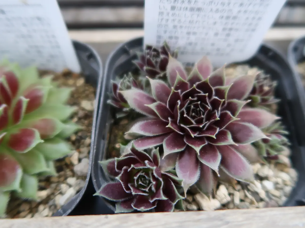 ぷりんさま専用 センペルビウム 多肉植物③ センペルビウム ブラックプリンス 一応カット苗 【公式通販】