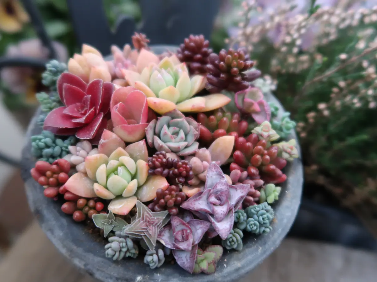 多肉植物 緑と赤のグラデーション*2 中型 多肉植物 緑と赤のグラデーション*2 多肉植物 緑と赤の