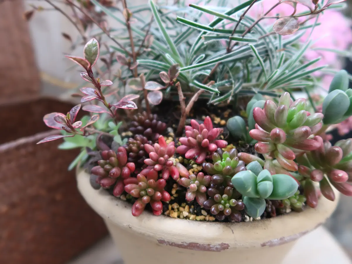 虹の玉・オーロラ・レッドベリー赤く染「多肉植物№2」のアルバム