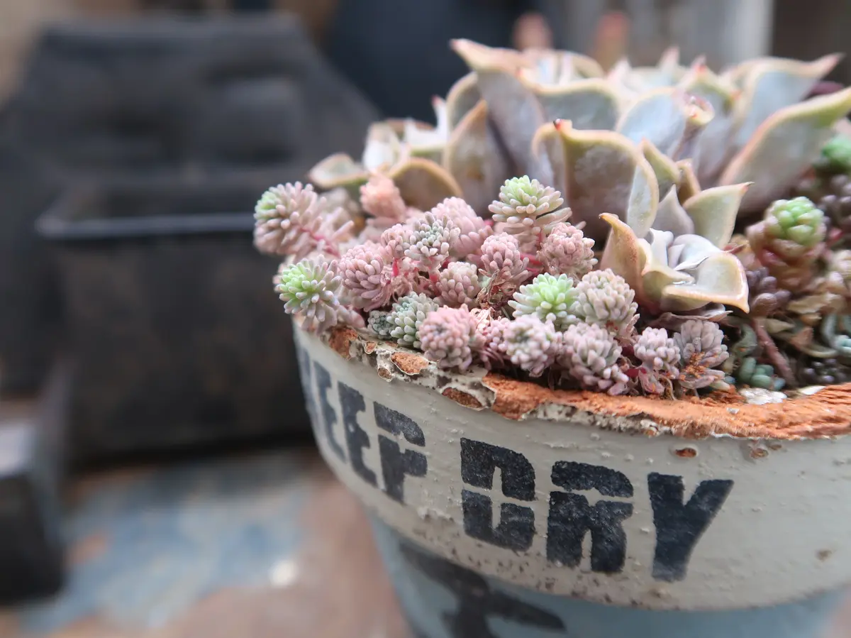 うっすらピンク色に紅葉したセダムの”パ「多肉植物№2」のアルバム