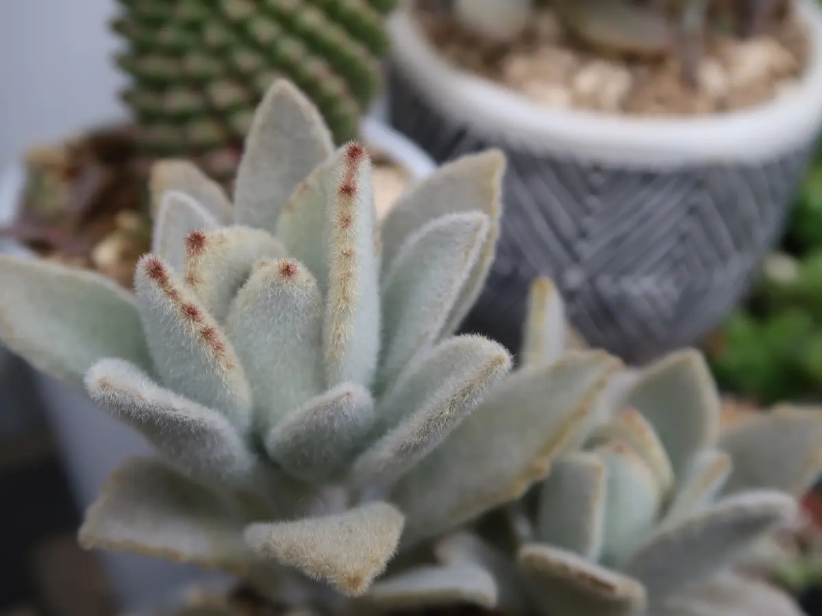ホワイトラビットモケモケ～フワフワ～「多肉植物№2」のアルバム