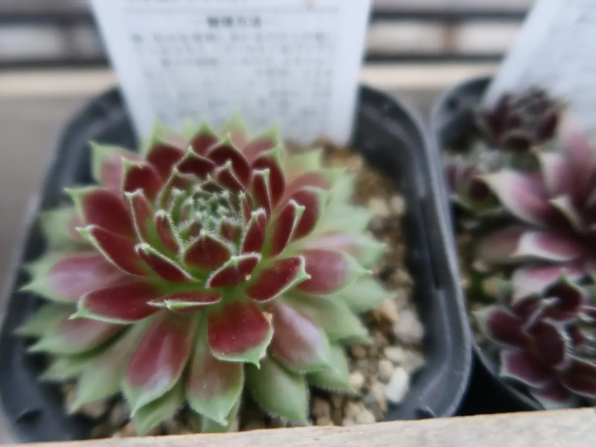 センペルビウムラブリーレディ「多肉植物№2」のアルバム-みんなの趣味