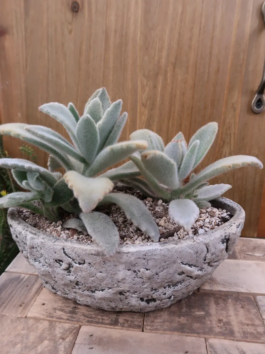 ホワイトラビット愛らしいモケモケうさ「多肉植物№2」のアルバム