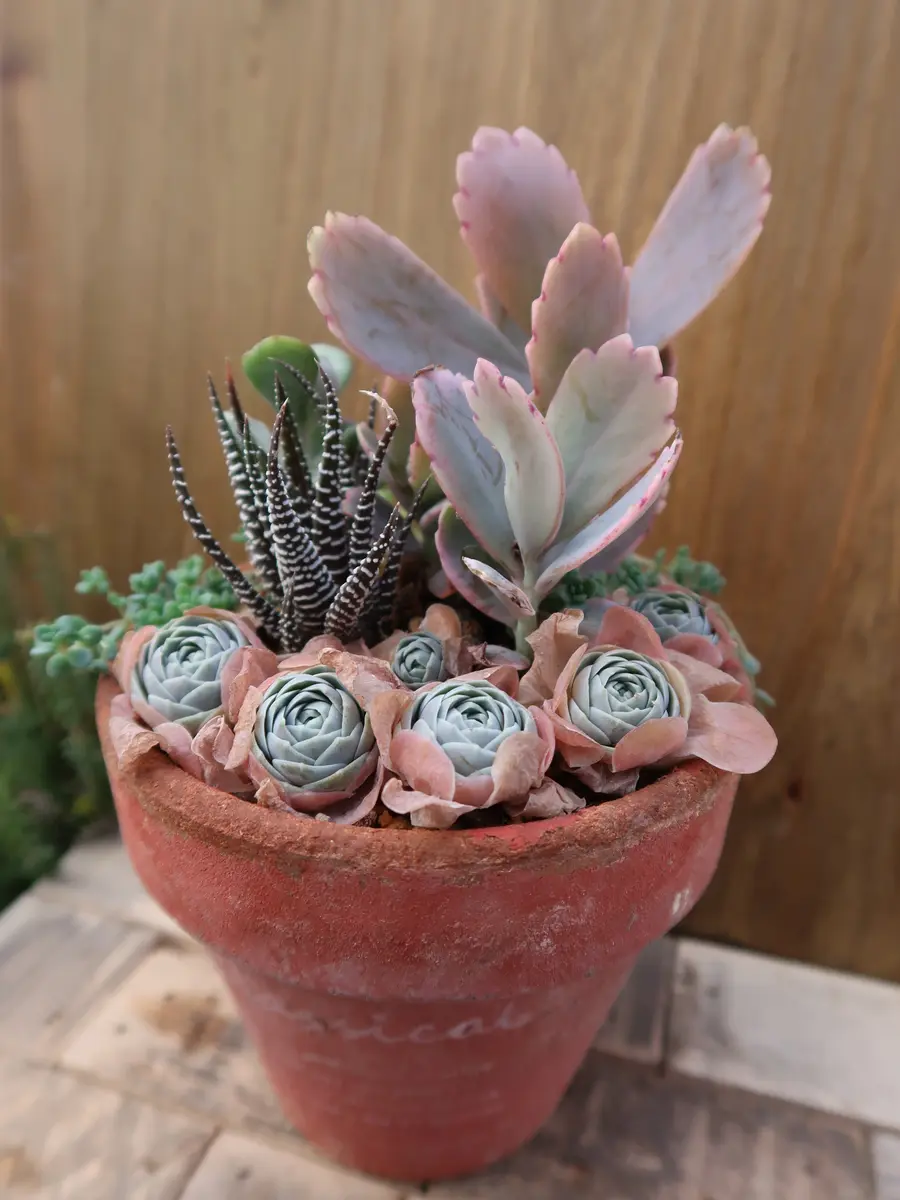 多肉さん寄せ植え子持ち蓮華・胡蝶の舞「多肉植物№2」のアルバム