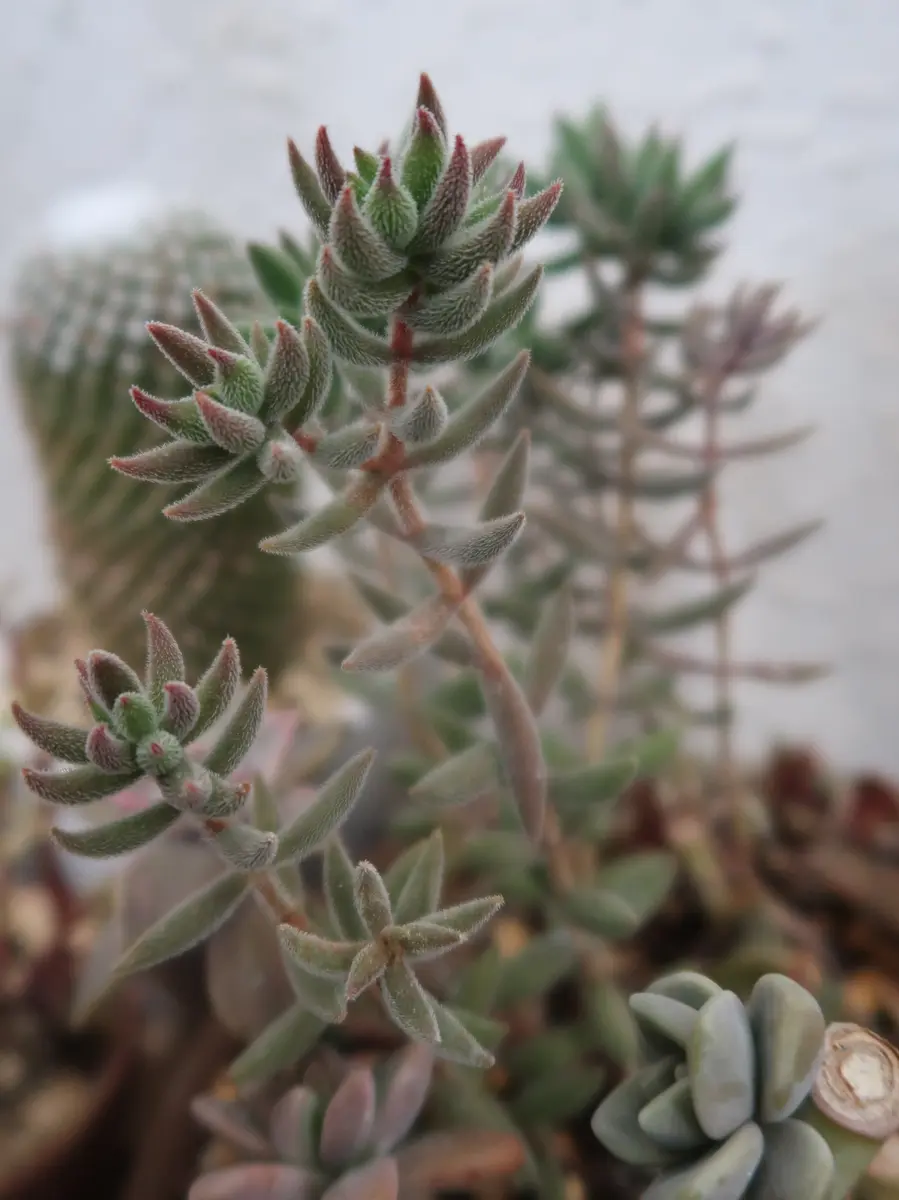 紅葉してるレモータ「多肉植物№2」のアルバム-みんなの趣味の園芸2364902