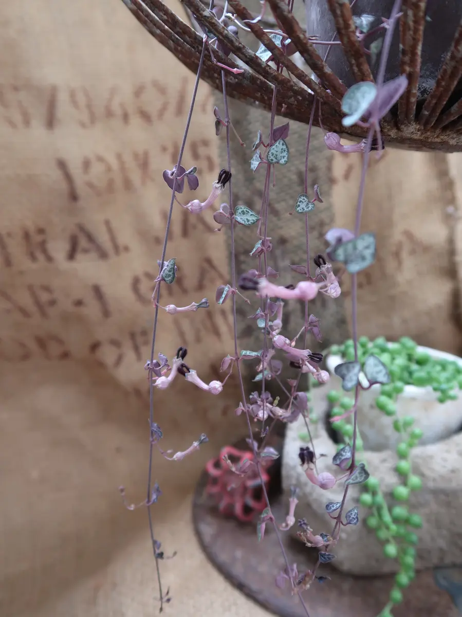 ハートカズラ・レディーハートお花がユ「多肉植物№2」のアルバム