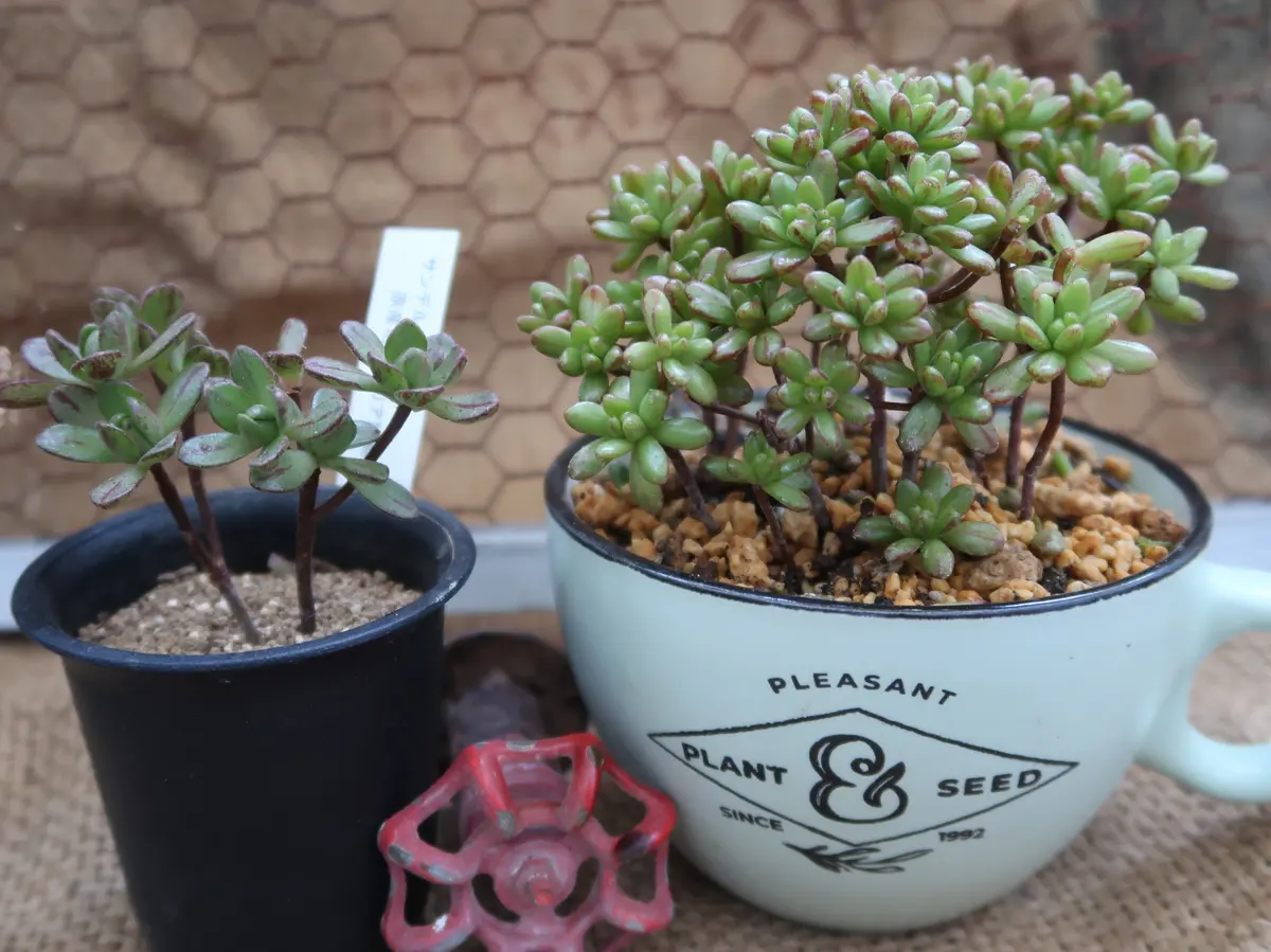 ❁韓国直輸入❁ 小人の祭り錦 抜き苗 多肉植物 （小人の祭り錦