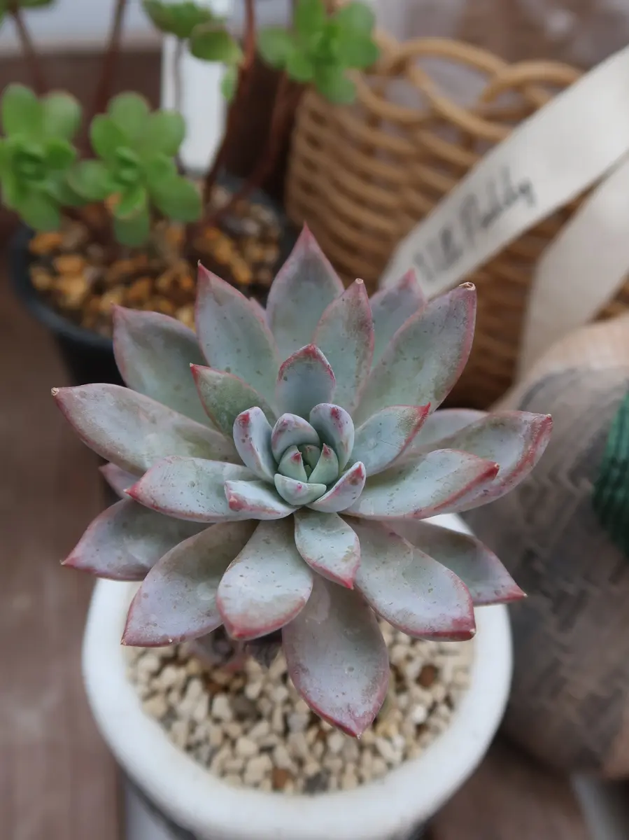 ユミー青みがかった葉っぱに渋い縁取り「多肉植物№2」のアルバム