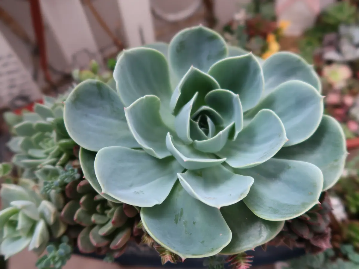 七福神13cmと大きくなりすぎて、ぎゅう「多肉植物№2」のアルバム