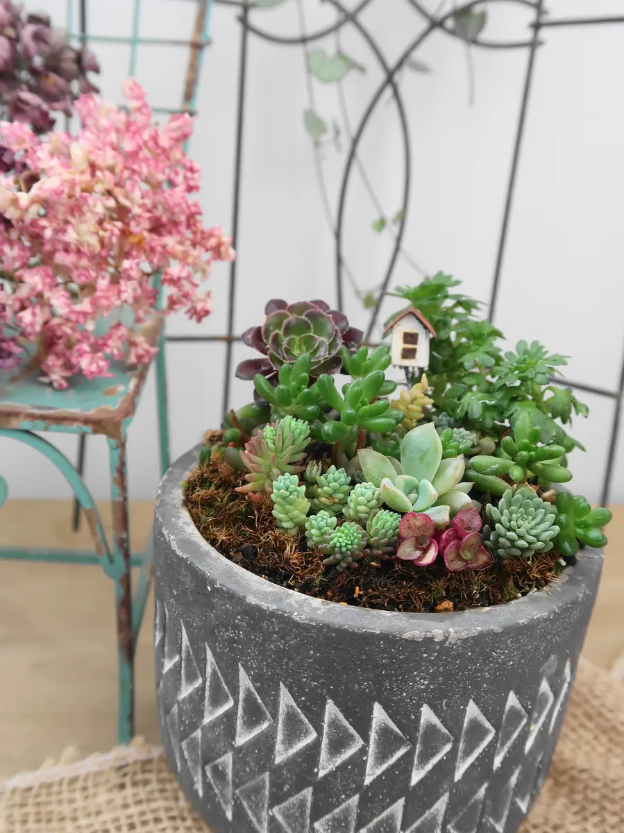 大きな黒法師（多肉植物）大