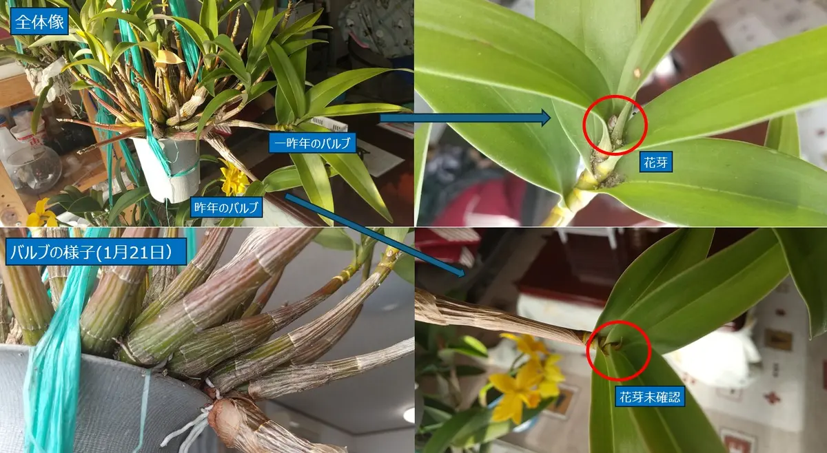 キンギアナム系 シルコッキー (2026.1「デンドロビウム」のアルバム