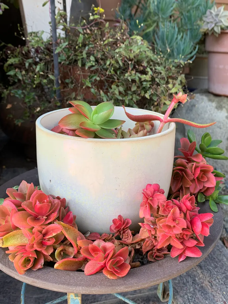 真っ赤❤️「多肉植物」のアルバム-みんなの趣味の園芸2594865