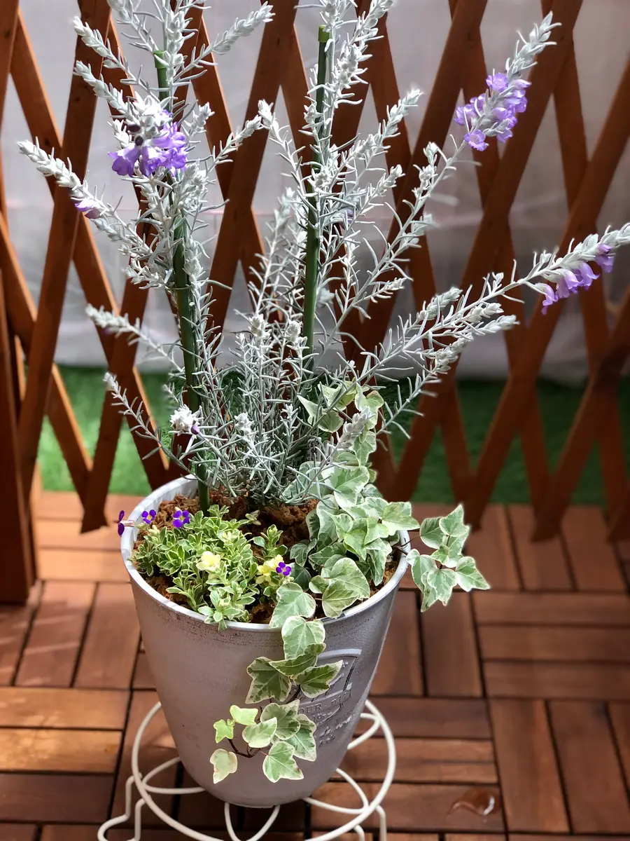 ①エレモフィラ・ニベア②オーブリエチア「小さなベランダの寄せ