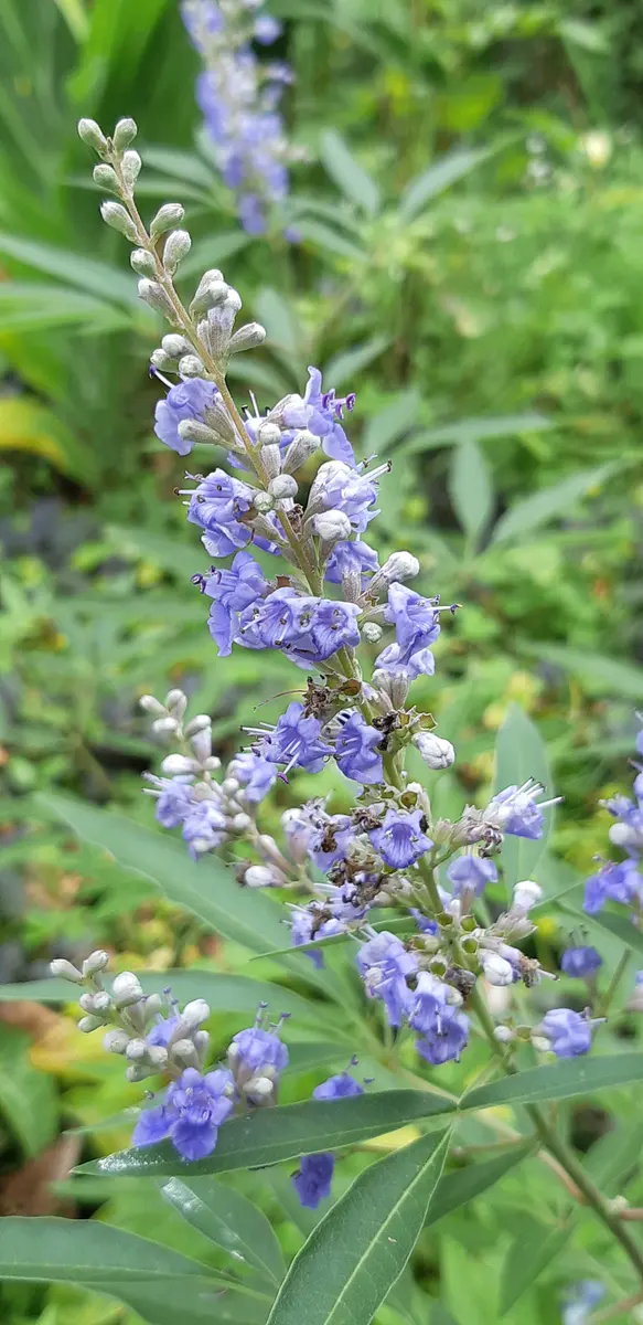 セイヨウニンジンボクの写真-みんなの趣味の園芸1737708