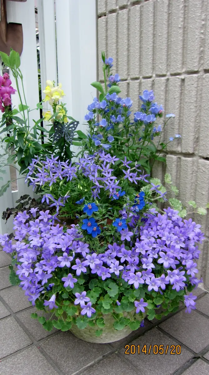 青い花の寄せ鉢下からベルフラワー、ア「大好き♪ 寄せ植え」の