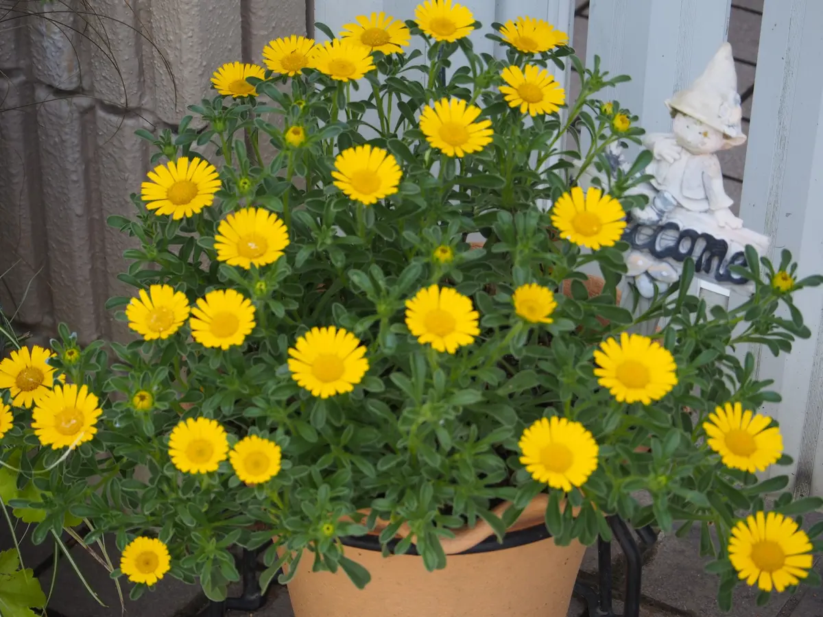 2016.5.20昨年のゴールドコイン冬越し...「大好き♪ 寄せ植え」のアルバム-みんなの趣味の園芸277792