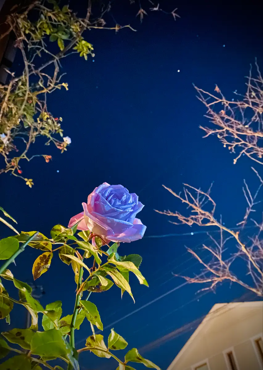 夜空に青薔薇がいい感じ「mygarden」のアルバム-みんなの趣味の園芸2347730